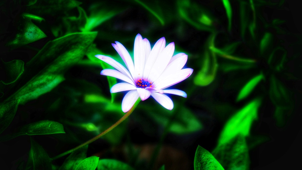 野に咲く花