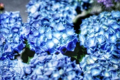 5月の紫陽花