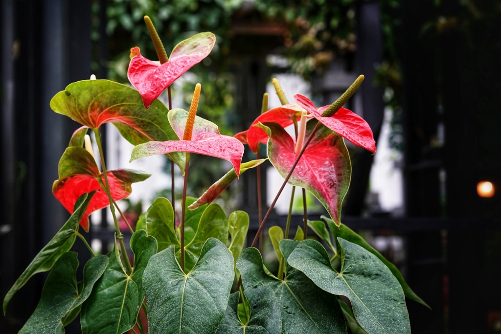 Anthurium