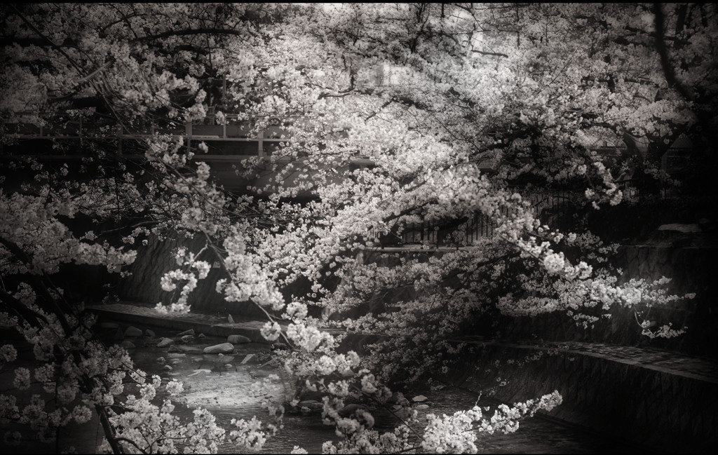 夙川公園の桜