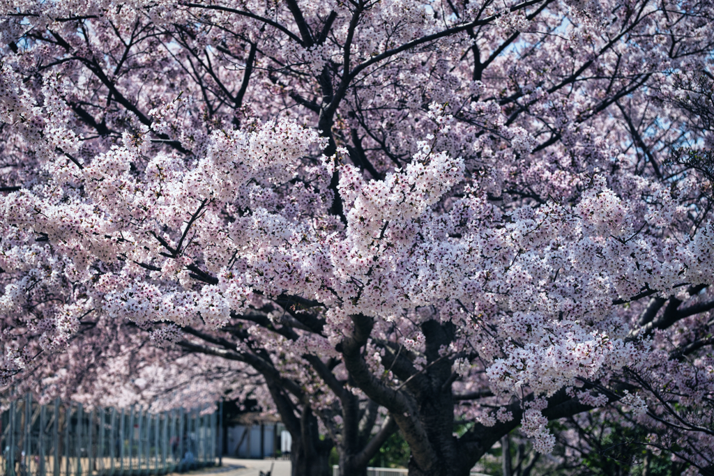 桜吹雪の始まり