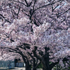 桜吹雪の始まり