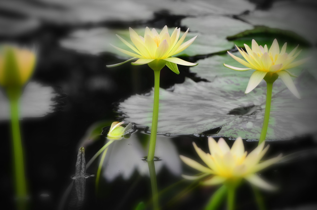 夏の睡蓮      Nénuphar de l'été.