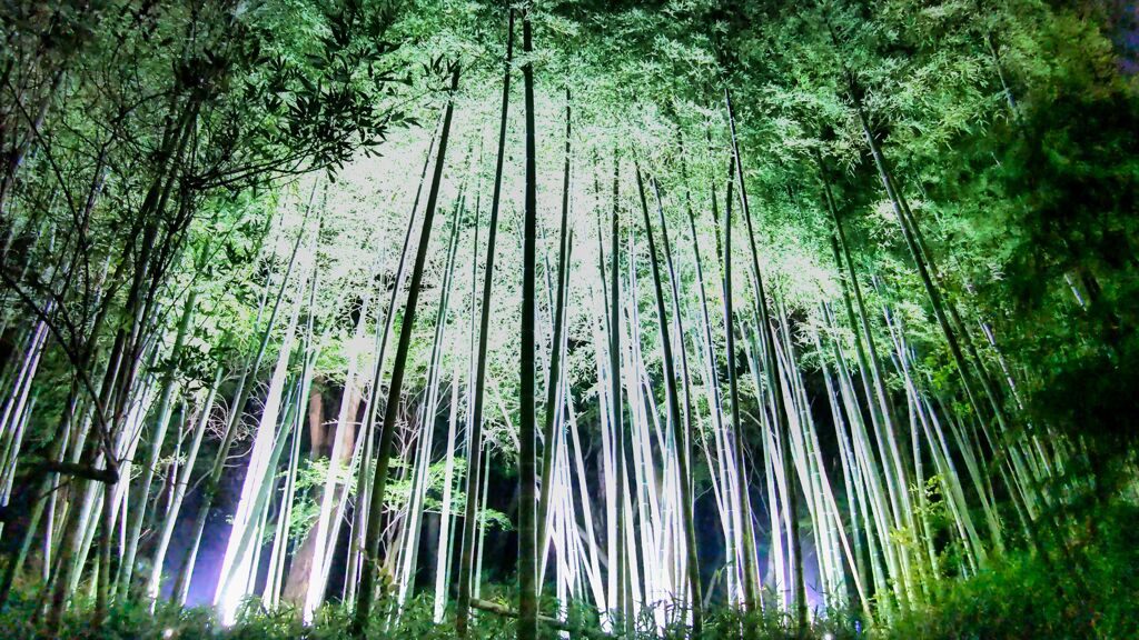 嵯峨野の竹林は　一陣の風吹き渡り　爽やかな葉擦れの音に満ちていく