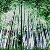 嵯峨野の竹林は　一陣の風吹き渡り　爽やかな葉擦れの音に満ちていく