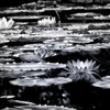 睡蓮の茎
