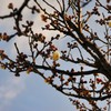 春の使者