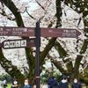 新宿御苑の桜