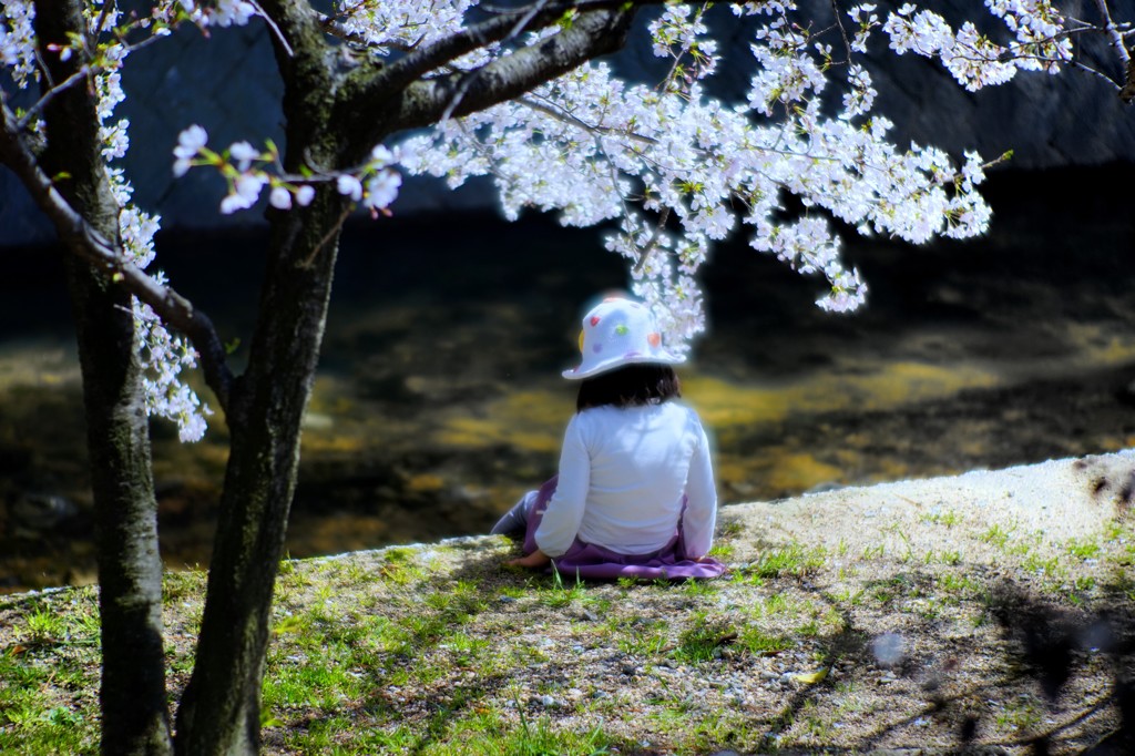 お花見