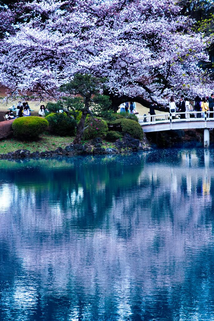 新宿御苑　桜蔵出し