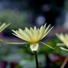 涼やかな睡蓮