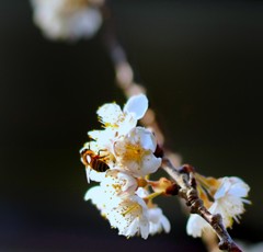 桜＆蜜蜂