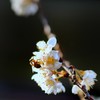 桜＆蜜蜂