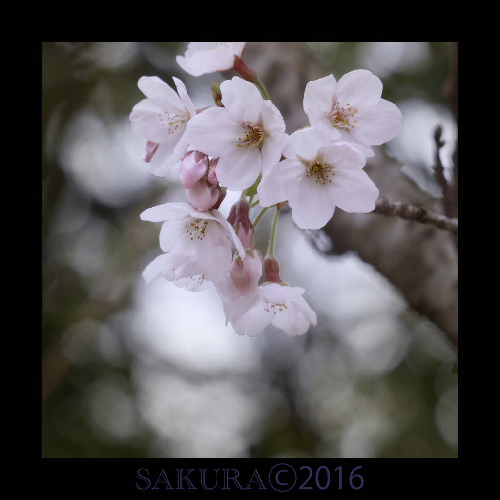 明石城の桜