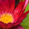 紅蓮　　　