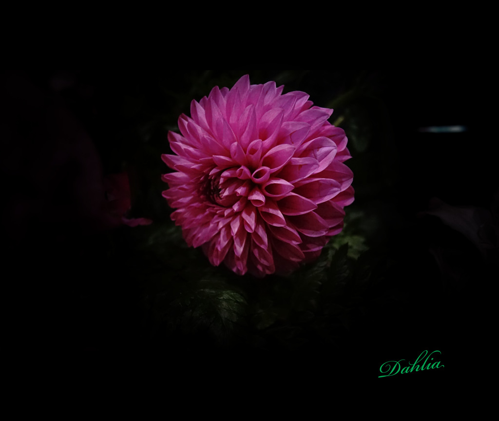 Dahlia