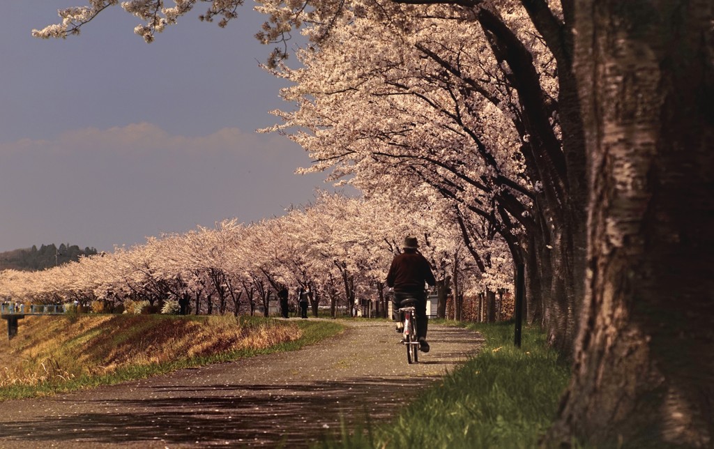 春霞の桜回廊　　　　武庫川上流