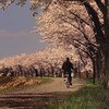 春霞の桜回廊　　　　武庫川上流