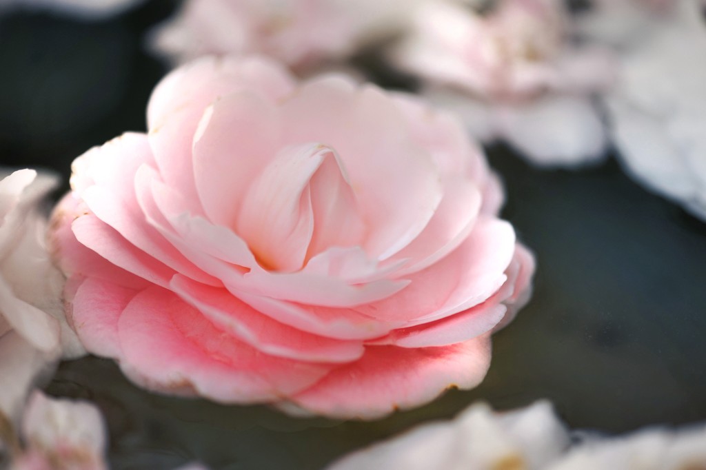 心に咲く花