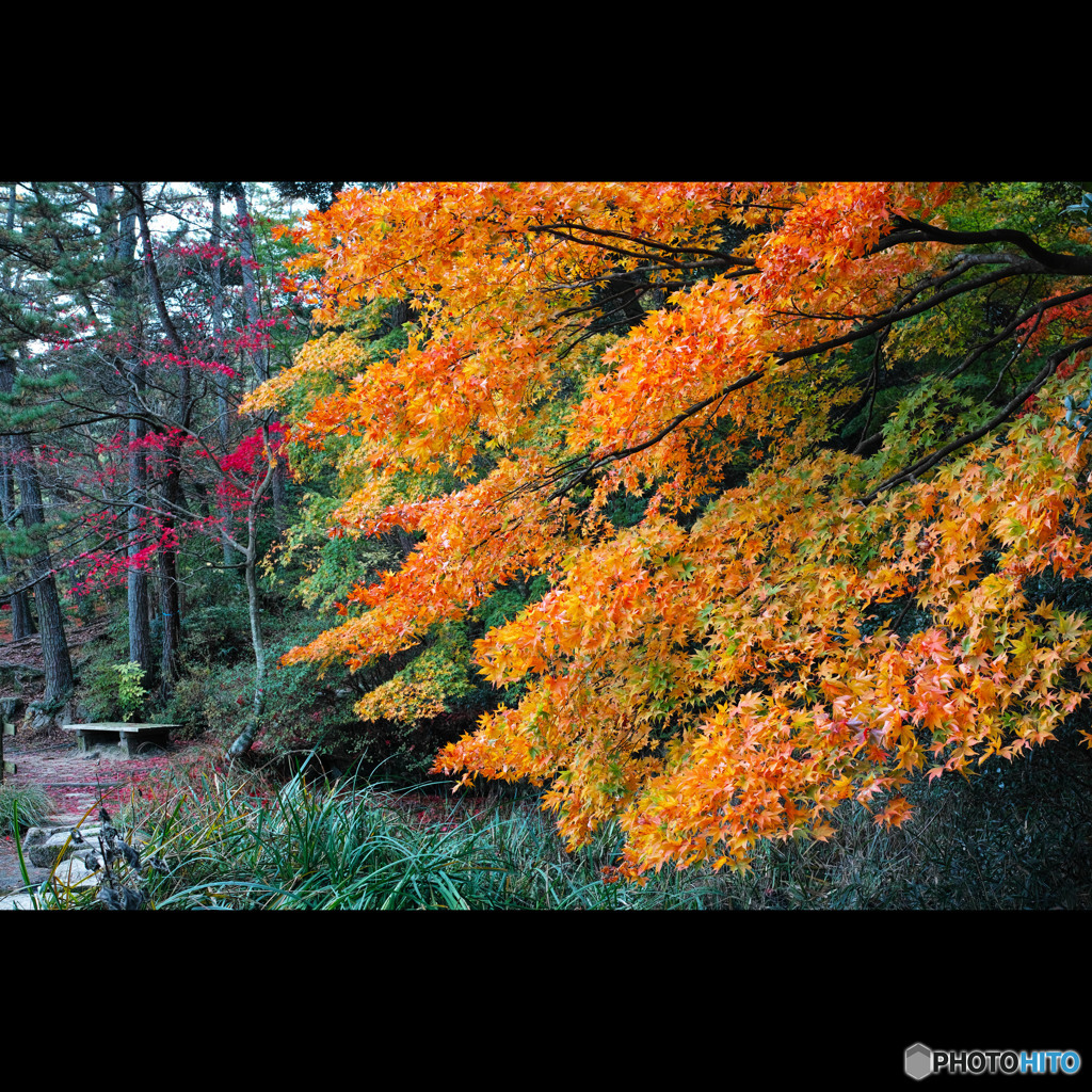 2015　紅葉