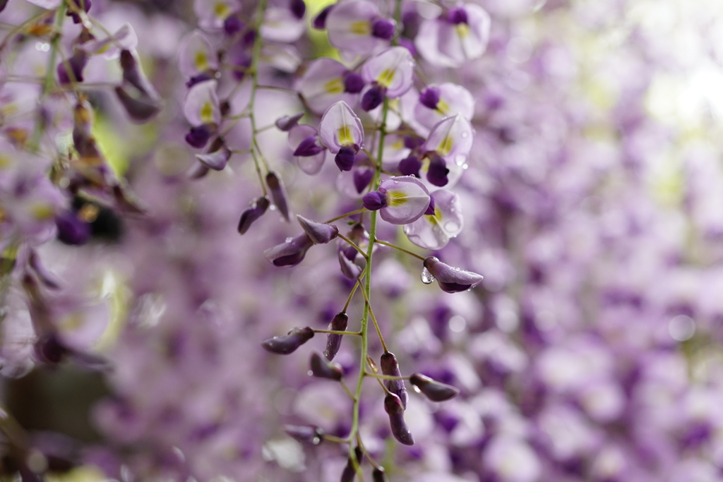 藤の花   蔵出し