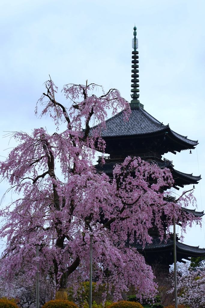 東寺 不二桜