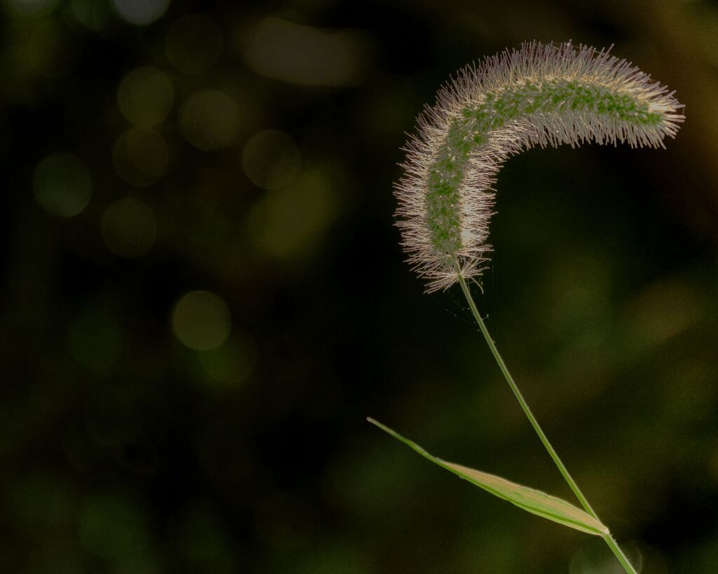 Setaria