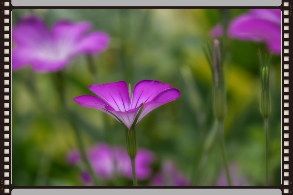 愛しの六甲山へ・・・大好きな花を撮りに・・・・