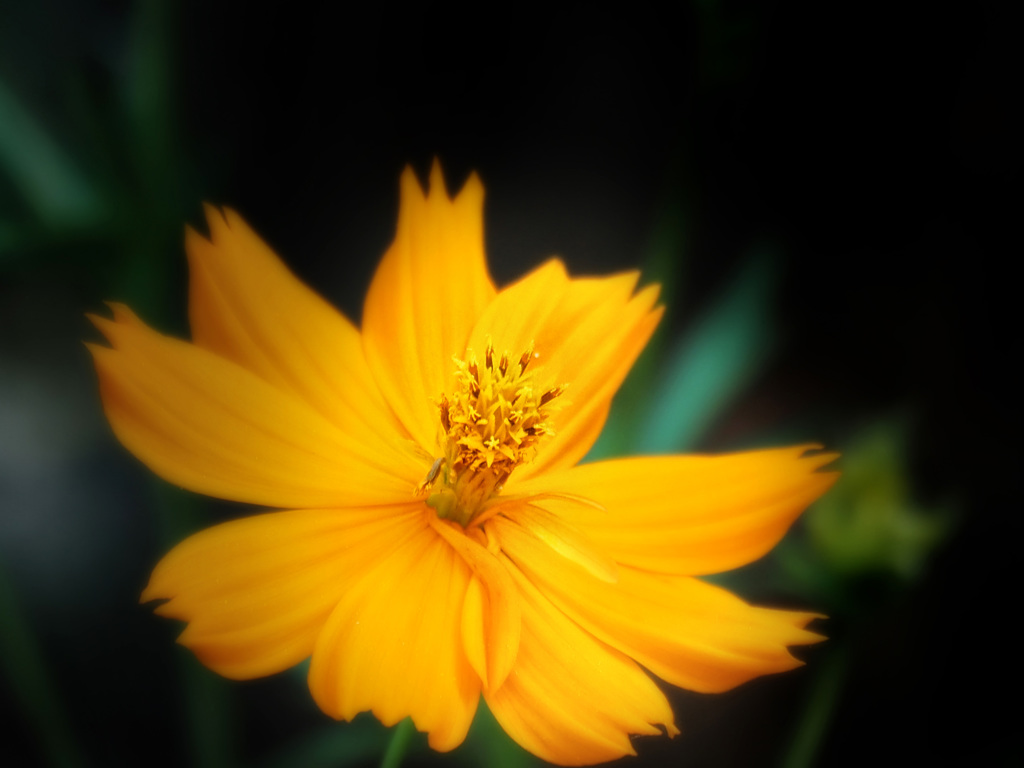 Cosmos sulphureus