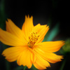 Cosmos sulphureus