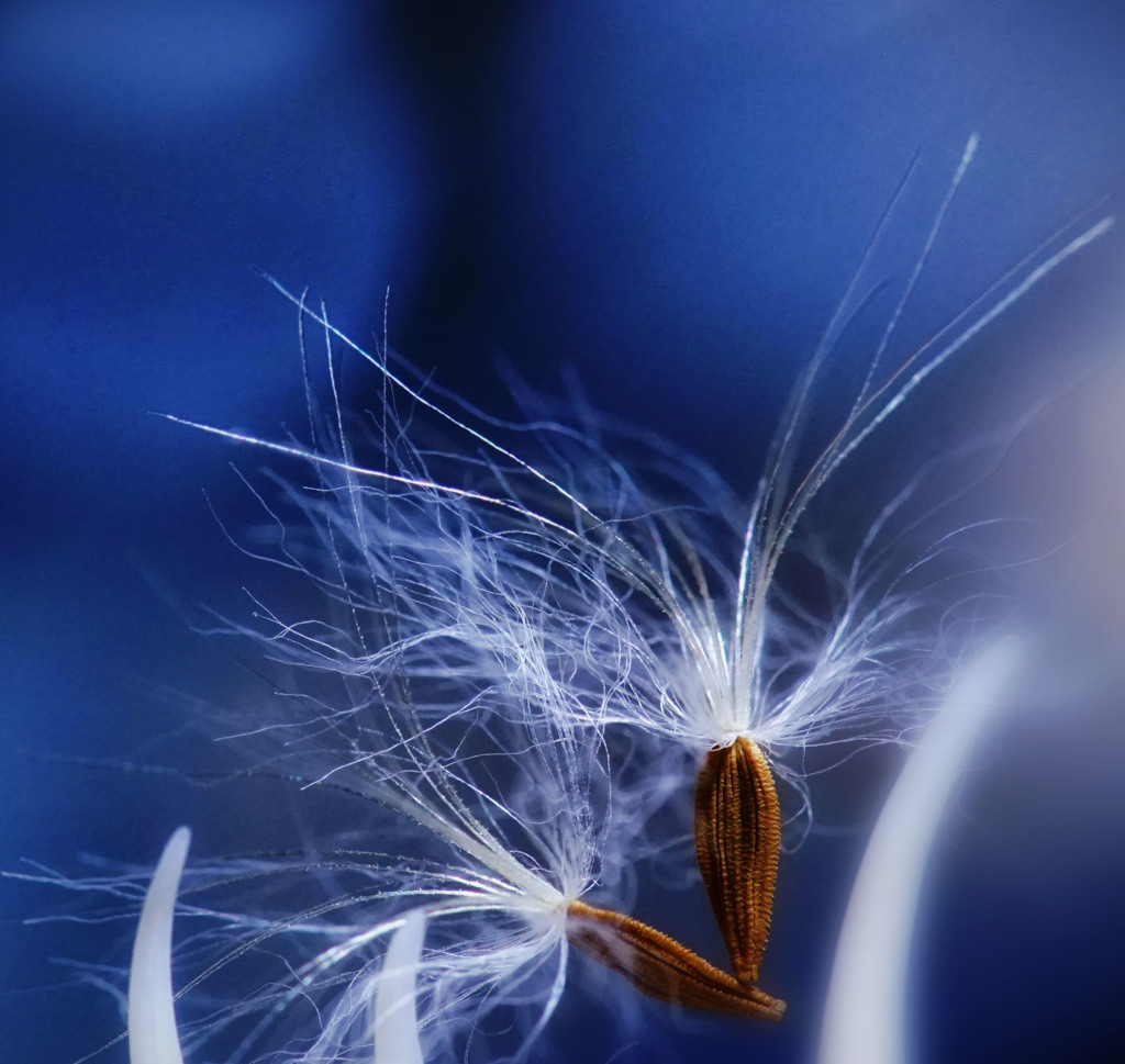 Seeds of Dandelion