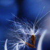 Seeds of Dandelion