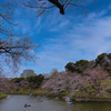 千鳥ヶ淵