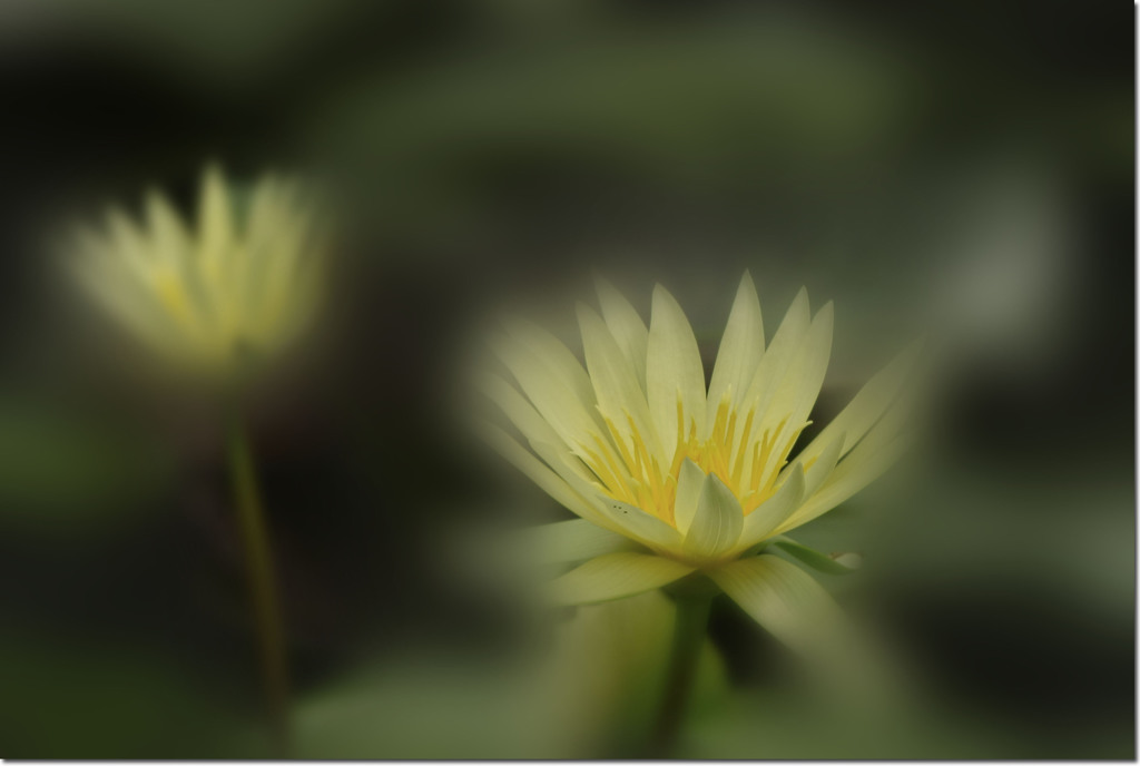   As Impressionist 