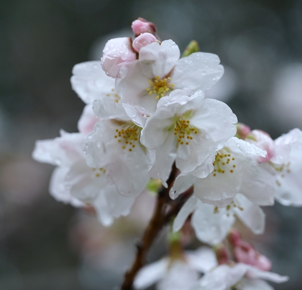 桜の季節