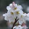 桜の季節