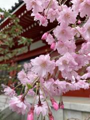 浅草の桜