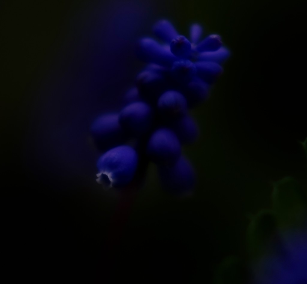 やさしい花