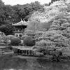 旧御凉亭の桜