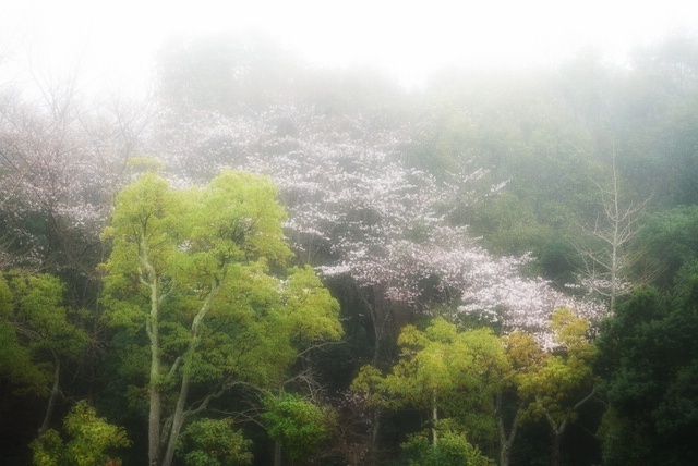 霧雨の桜