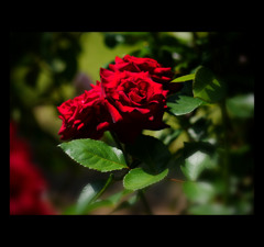 赤頭巾ちゃん気をつけて