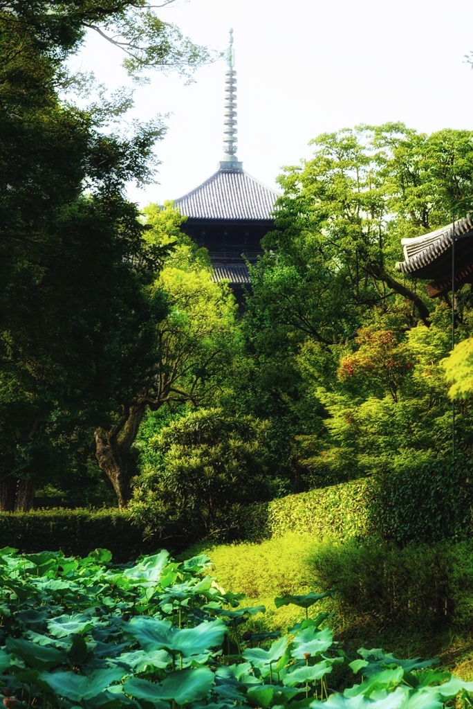 ペロシの正体  ウィキリークスは告発する