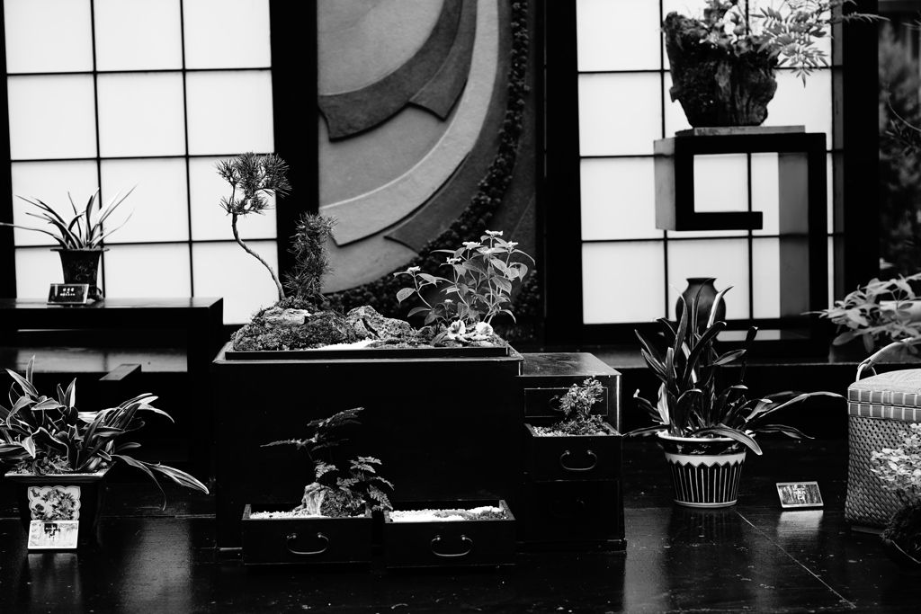 江戸の盆栽