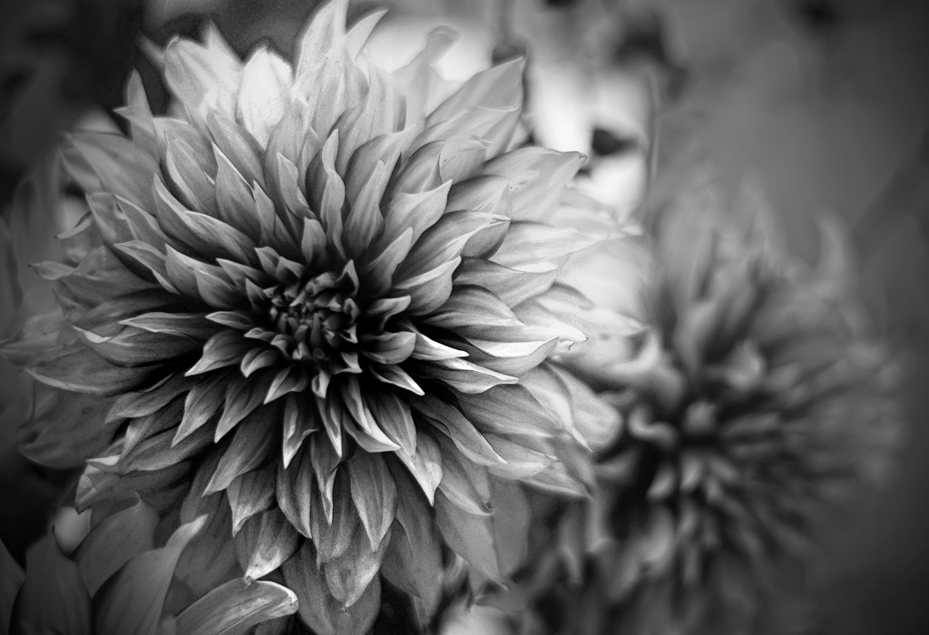 Informal Decorative