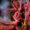 天上の花