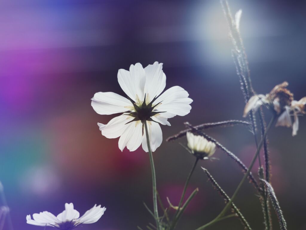UNTITLED