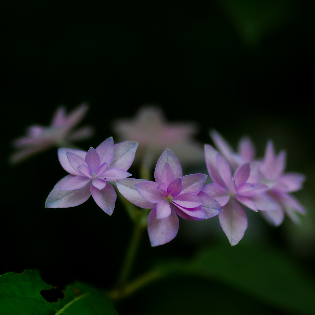あぁ、幻の七段花