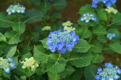大好きな京都 観修寺の紫陽花