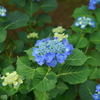 大好きな京都 観修寺の紫陽花