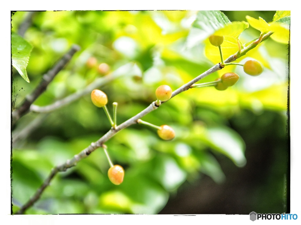 庭のさくらんぼ